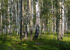 Лес. Фото и архива IRK.ru