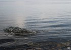 Брызги на воде. Фото Марины Палеевой, IRK.ru