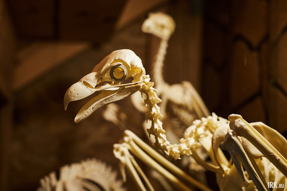 Скелет птицы. Фото Маргариты Романовой, IRK.ru