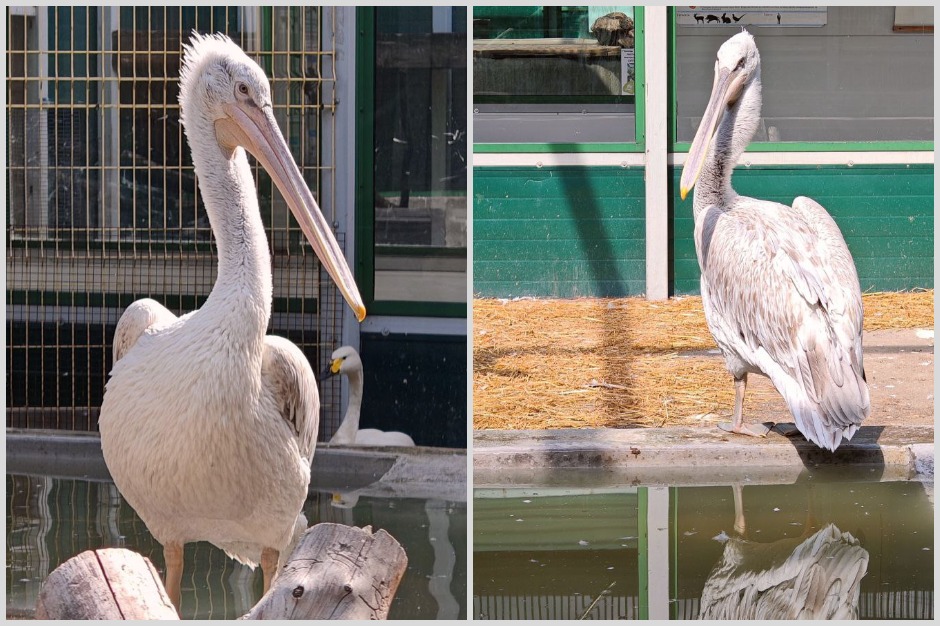 Пеликаны. Фото из телеграм-канала Иркутского зоопарка