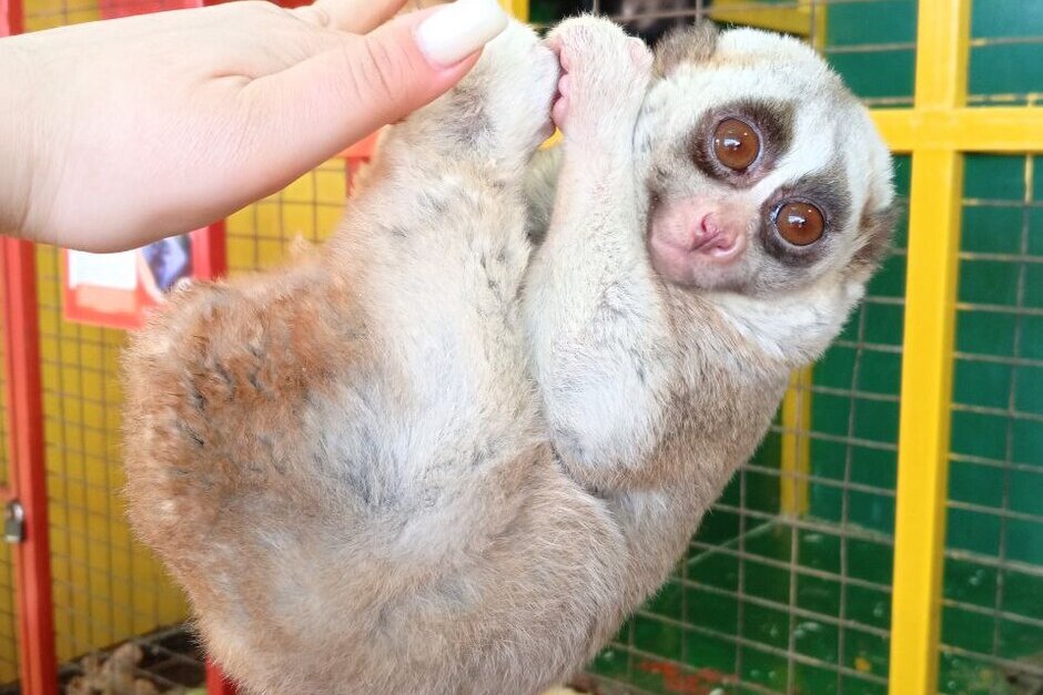 Фото: «Сибирский зоопарк»