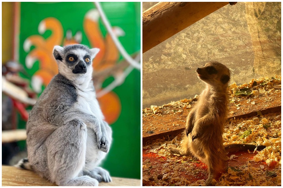 Фото: «Сибирский зоопарк»