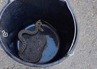 Змея в ведре. Фото пресс-службы ГУ МВД России по Иркутской области