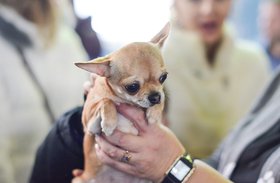 Собака. Фото из архива IRK.ru