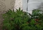 Конопля. Скриншот видео пресс-службы ГУ МВД России по Иркутской области