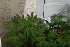 Конопля. Скриншот видео пресс-службы ГУ МВД России по Иркутской области