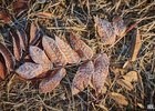 Иней на листьях. Фото Маргариты Романовой, IRK.ru