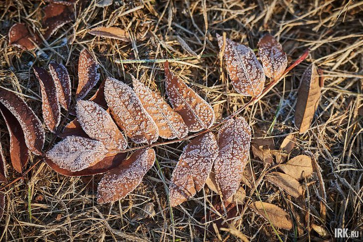 Иней на листьях. Фото Маргариты Романовой, IRK.ru
