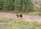 Медведь. Фото из телеграм-канала мэра Братского района Николая Дружинина