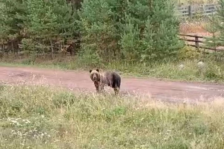 Медведь. Фото из телеграм-канала мэра Братского района Николая Дружинина