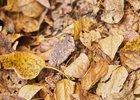 Осенние листья. Фото Маргариты Романовой из архива IRK.ru