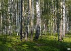 Лес. Фото и архива IRK.ru
