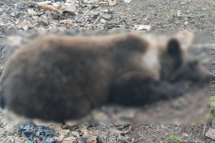 Медведь. Фото из телеграм-канала МВД Братска