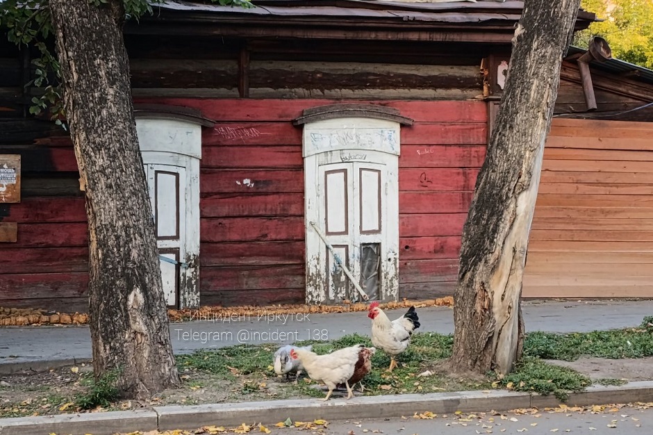 Гусь, курица и петух. Фото из телеграм-канала «Инцидент Иркутск»
