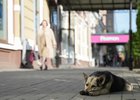 Собака. Фото пресс-службы правительства Иркутской области
