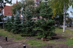Ели. Фото пресс-службы администрации Иркутска