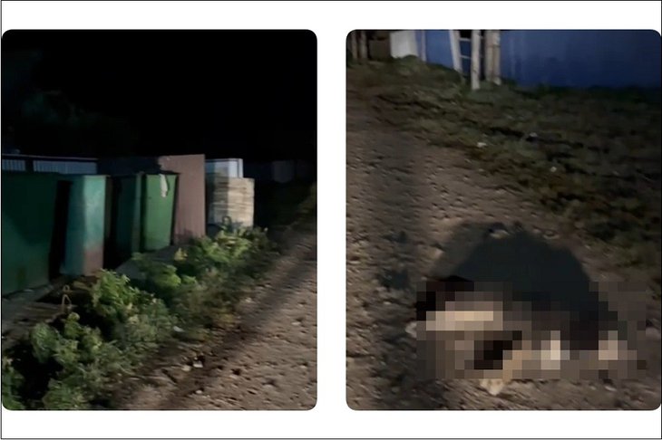 Медведь задрал собаку. Фото из телеграм-канала Заповедного Прибайкалья