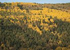 Лес. Фото пресс-службы правительства Иркутской области