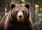 Медведь. Изображение сгенерировано с помощью нейросети GigaChat