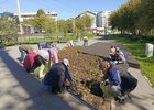 Уборка цветов с клумбы. Фото пресс-службы администрации Иркутска