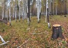 Спиленное дерево. Фото очевидцев