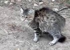 Кот. Скриншот из телеграм-канала Николая Хрычова