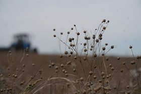 Лен-долгунец. Фото пресс-службы правительства Иркутской области
