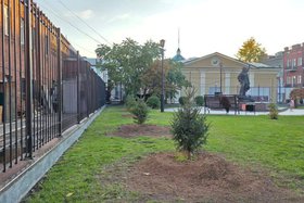 Новые ели. Фото очевидцев