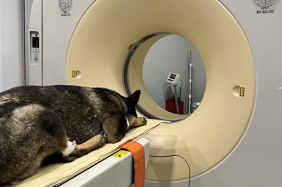 В лаборатории лучевой диагностики обслуживают всех животных, которых способен вместить томограф