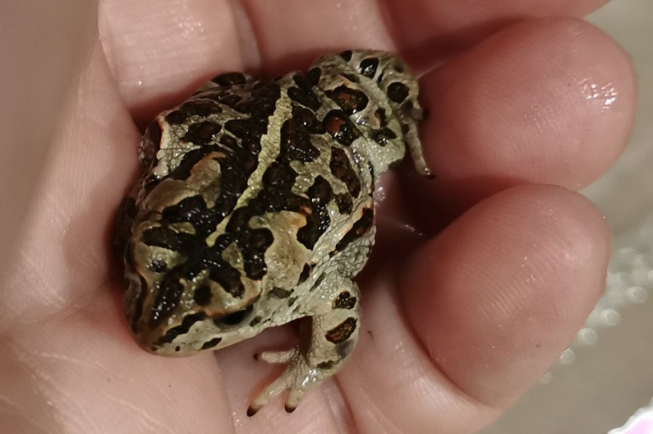 Фото Иркутского зоопарка