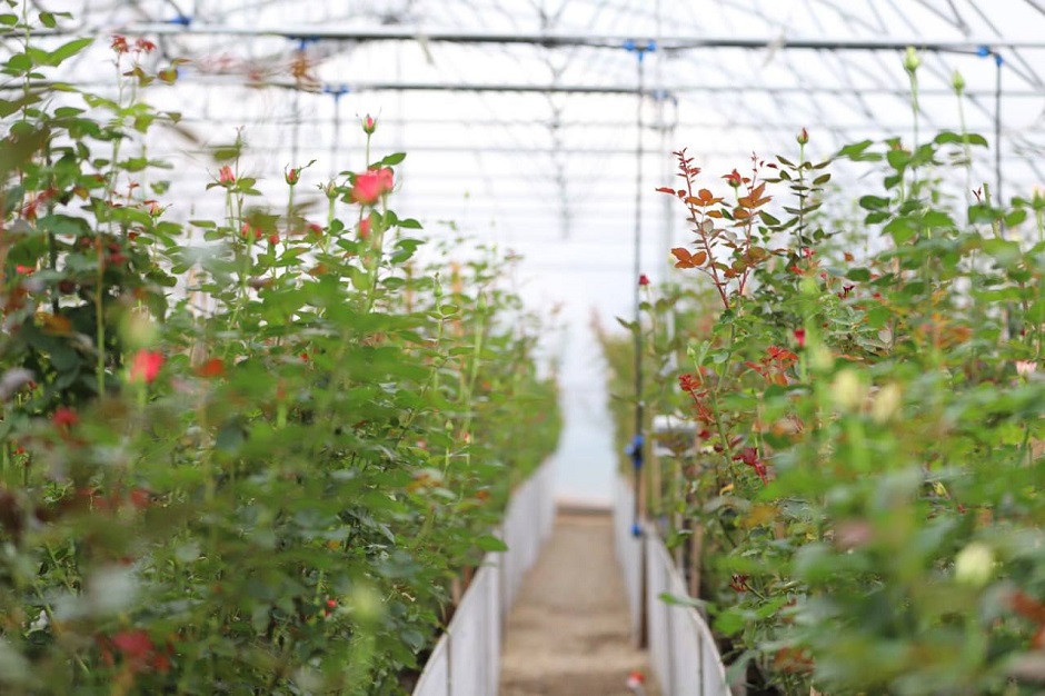 Цветы. Фото пресс-службы администрации Иркутска