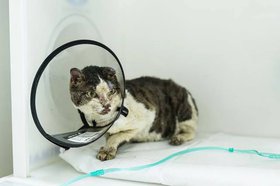 Пострадавший кот. Фото приюта «Бобик и Барбос» Пострадавший кот. Фото приюта «Бобик и Барбос»