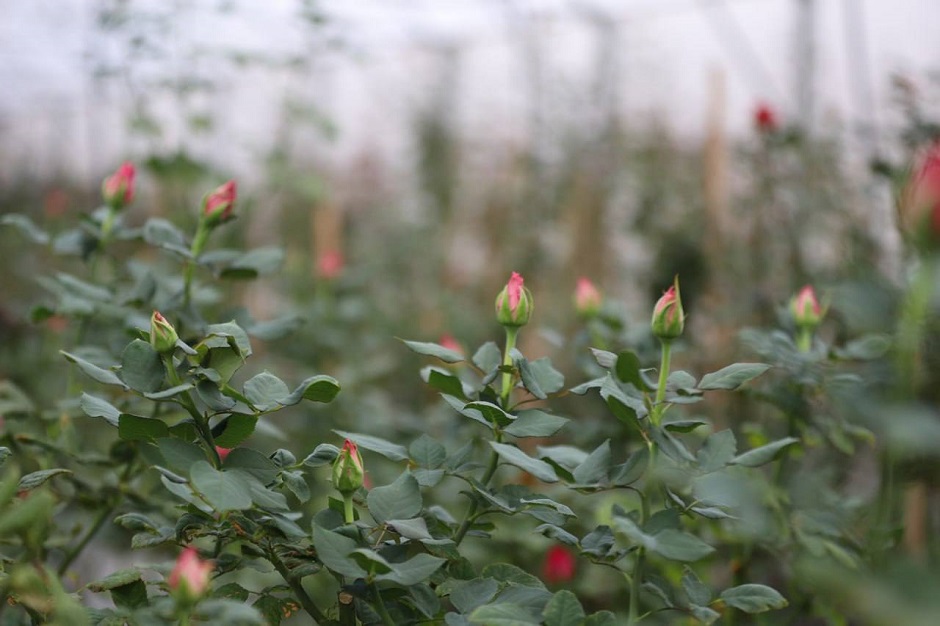Цветы. Фото пресс-службы администрации Иркутска
