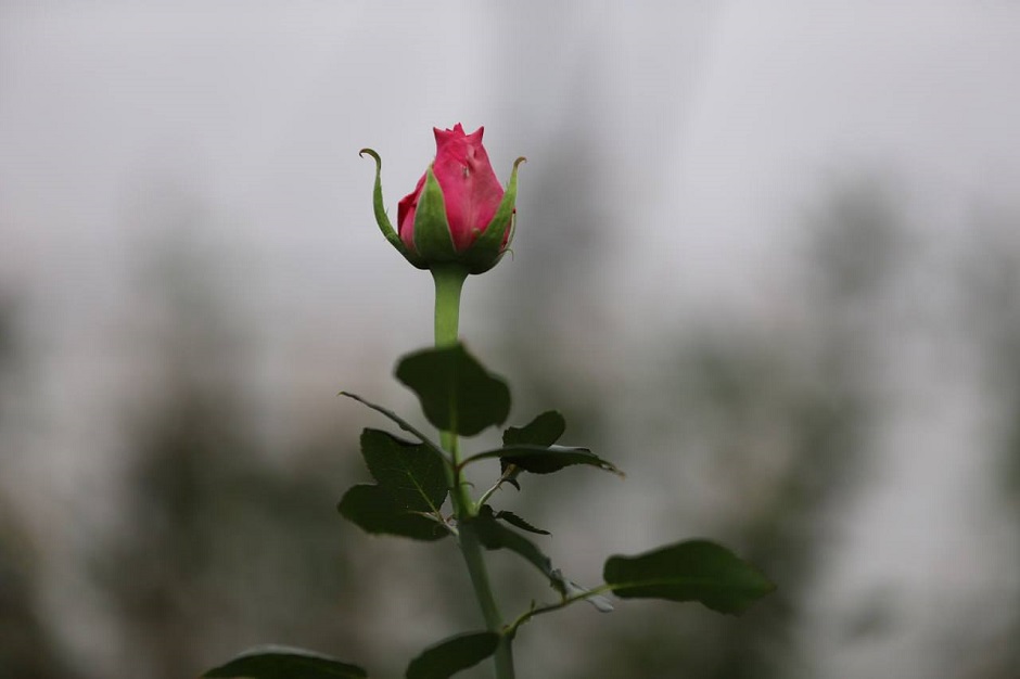 Цветы. Фото пресс-службы администрации Иркутска
