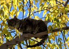 Кот на дереве. Фото Екатерины Андреевой, IRK.ru