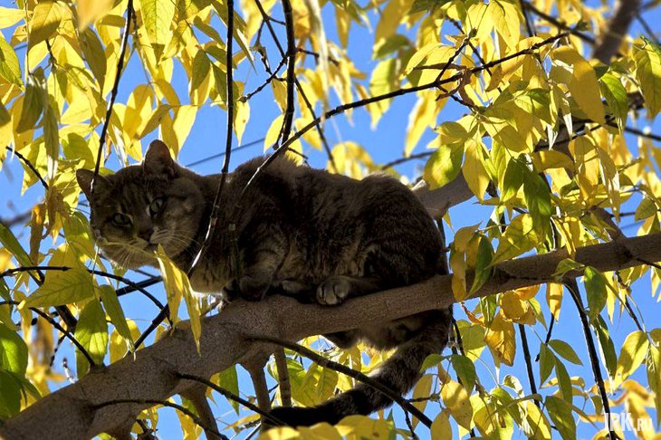 Кот на дереве. Фото Екатерины Андреевой, IRK.ru