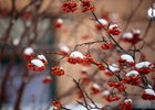 Рябина. Фото из архива IRK.ru