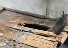 Застрявший конь. Видео группы ВКонтакте «Безопасный город»
