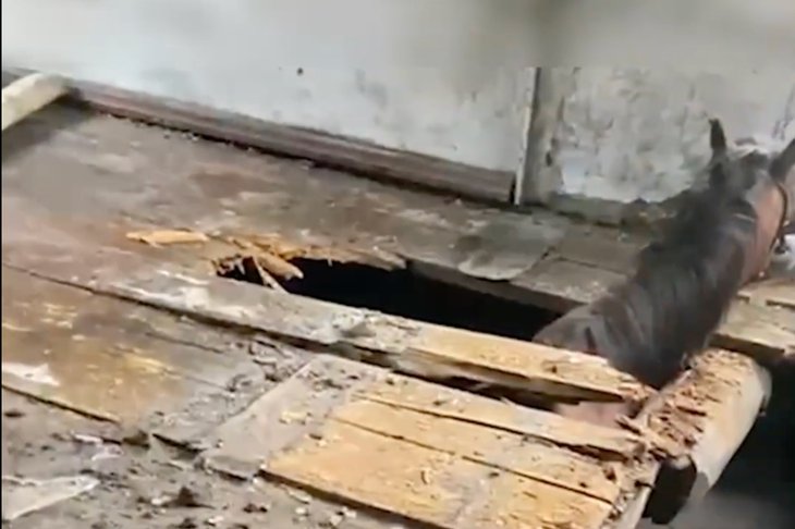 Застрявший конь. Видео группы ВКонтакте «Безопасный город»
