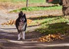 Собака. Фото Маргариты Романовой, IRK.ru