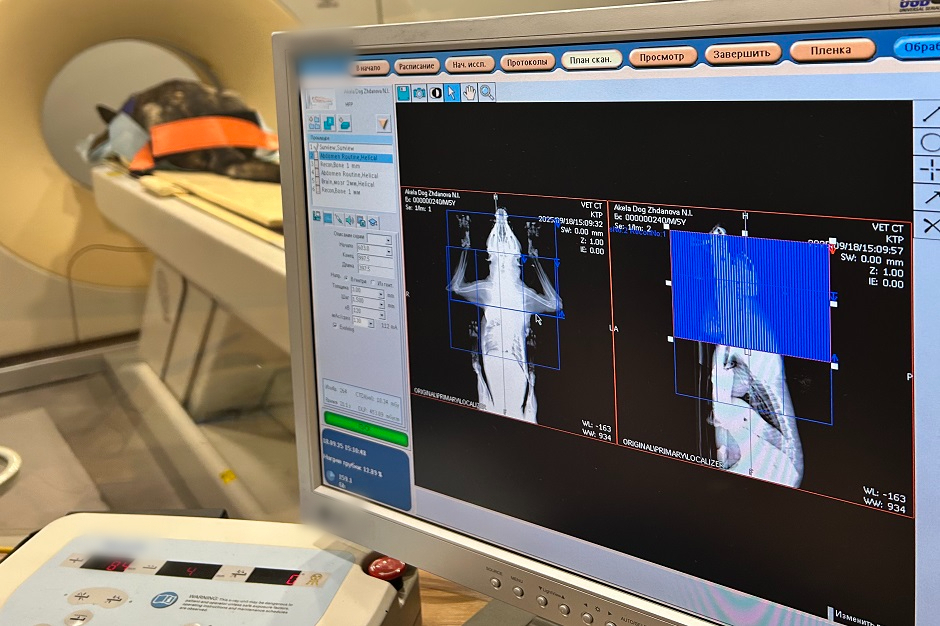 Монитор с изображением животного