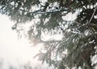 Елки в снегу. Фото Никиты Пяткова из архива IRK.ru