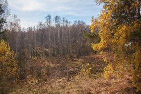 Осенний лес. Фото из архива IRK.ru