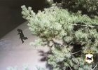 Момент кражи. Скриншот из видео пресс-службы ГУ МВД России по Иркутской области
