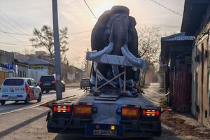 Мамонт. Фото из телеграм-канала «Иркутский Зоопарк»