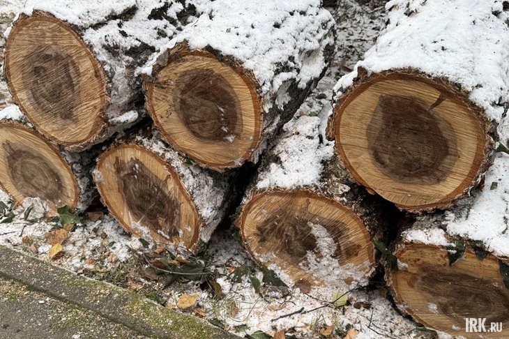 Древесина. Фото IRK.ru