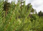 Деревья. Фото из телеграм канала «#кобзевнасвязи»