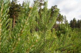 Деревья. Фото из телеграм-канала «#кобзевнасвязи»