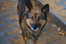 Собака. Фото Елены Алексеевой из архива IRK.ru