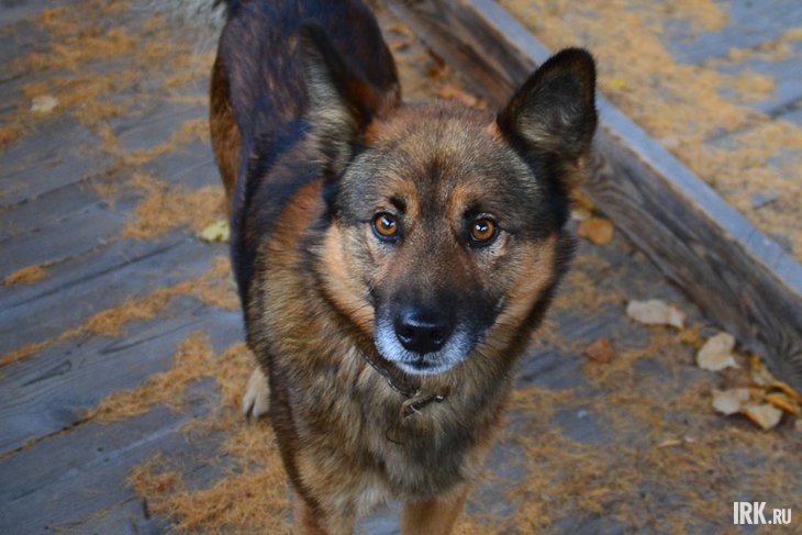 Собака. Фото Елены Алексеевой из архива IRK.ru